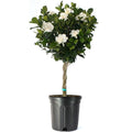 Gardenia Tree Live Evergreen 8-Inch Pot Fragrant White Blooms M644288