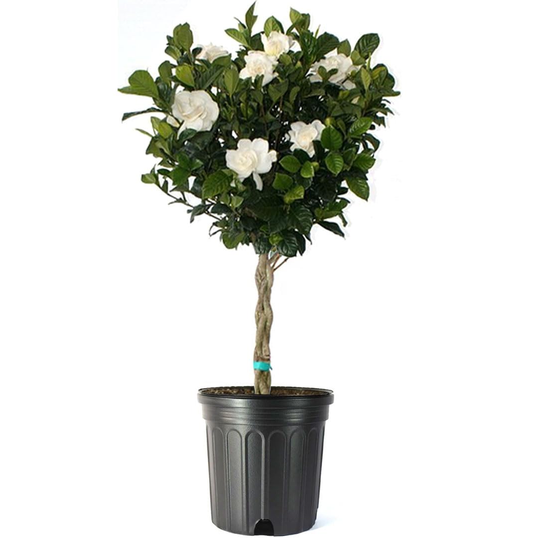 Gardenia Tree Live Evergreen 8-Inch Pot Fragrant White Blooms M644288