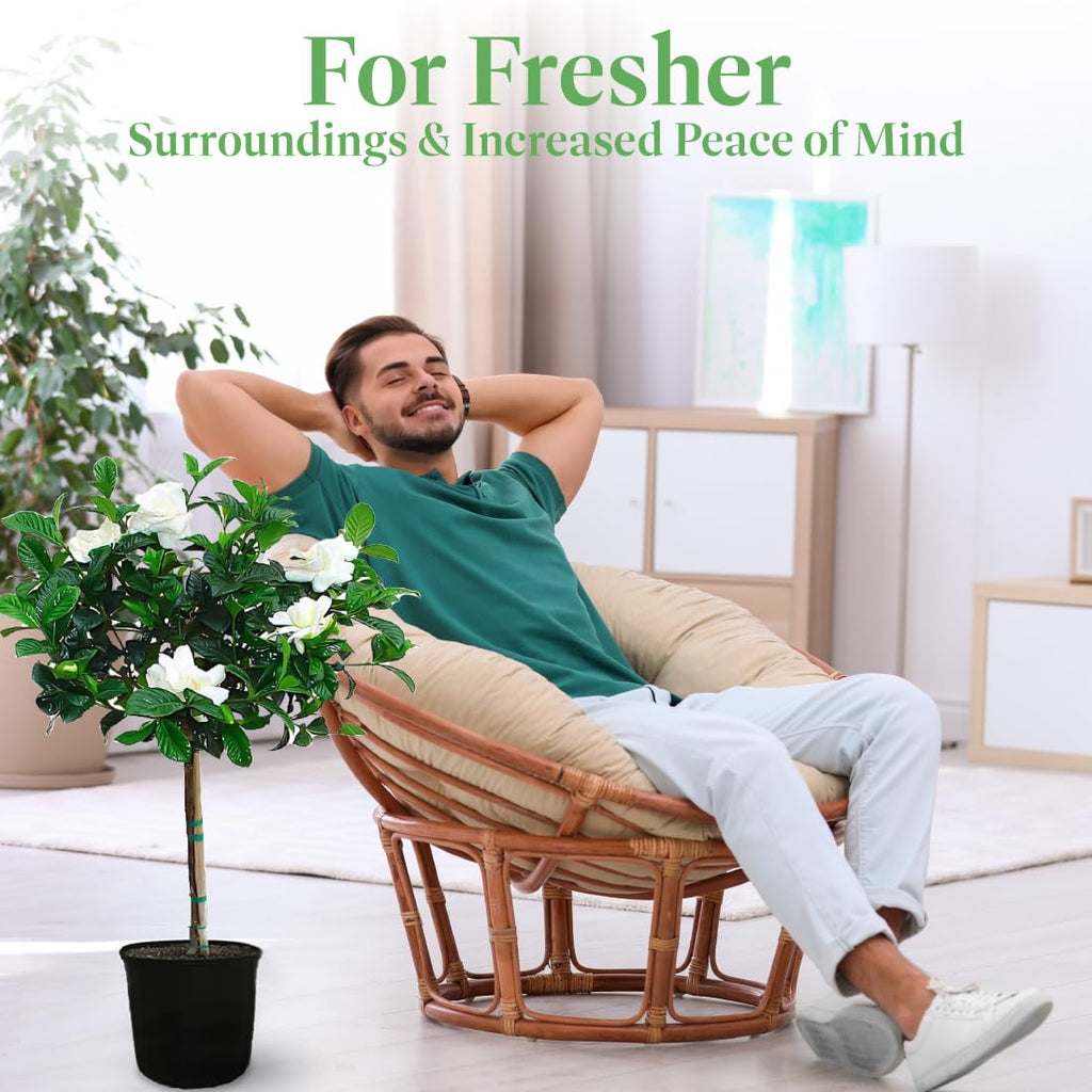Gardenia Tree Live Evergreen 8-Inch Pot Fragrant White Blooms M644288
