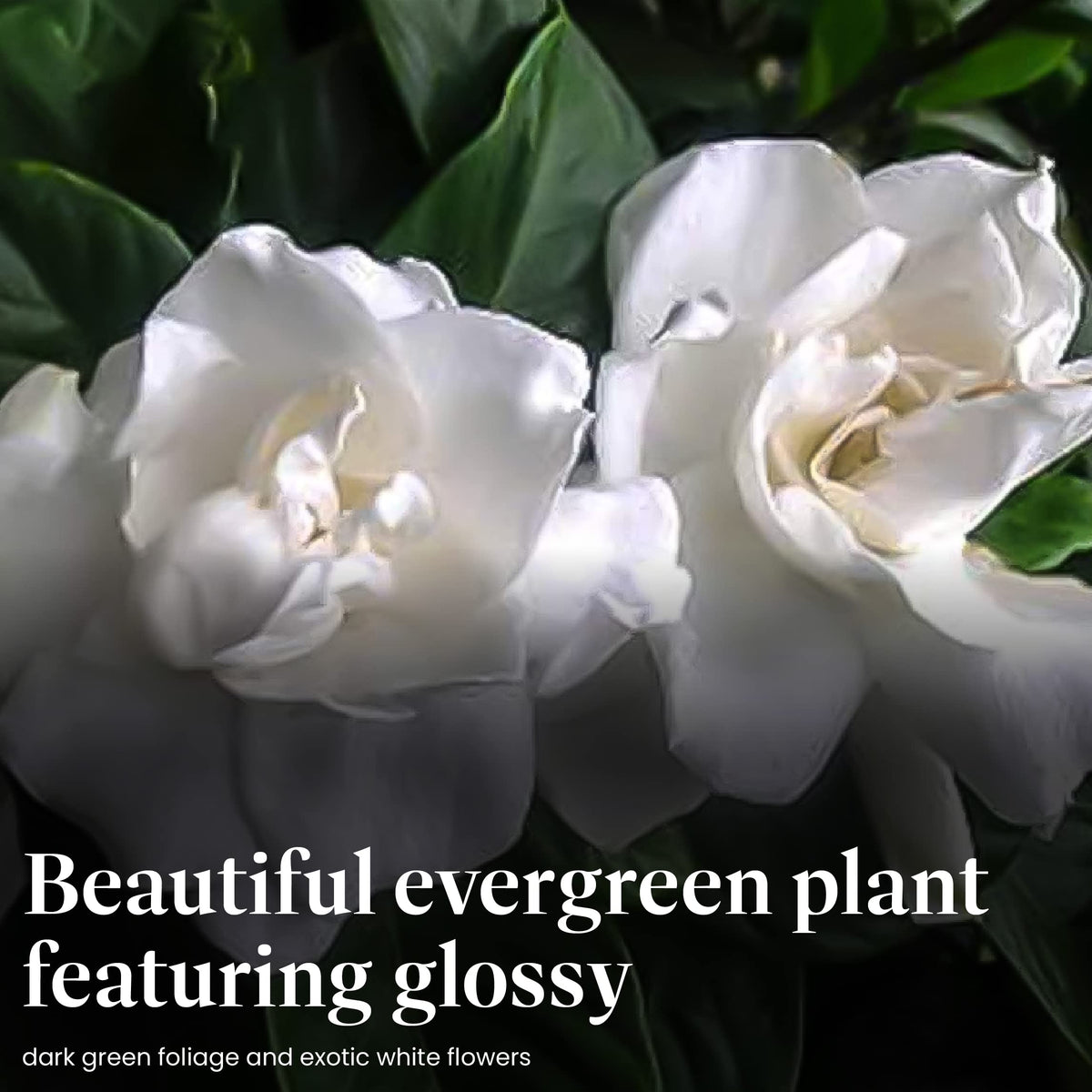 Gardenia Tree Live Evergreen 8-Inch Pot Fragrant White Blooms M644288