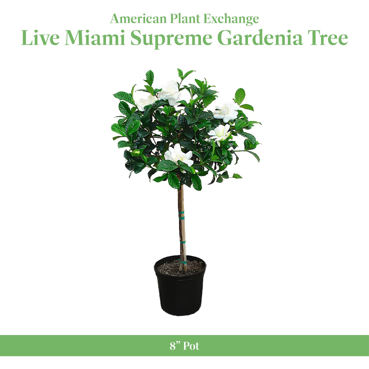 Gardenia Tree Live Evergreen 8-Inch Pot Fragrant White Blooms M644288
