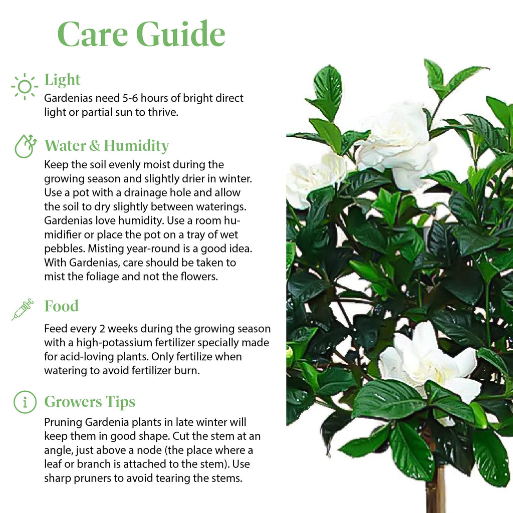 Gardenia Tree Live Evergreen 8-Inch Pot Fragrant White Blooms M644288