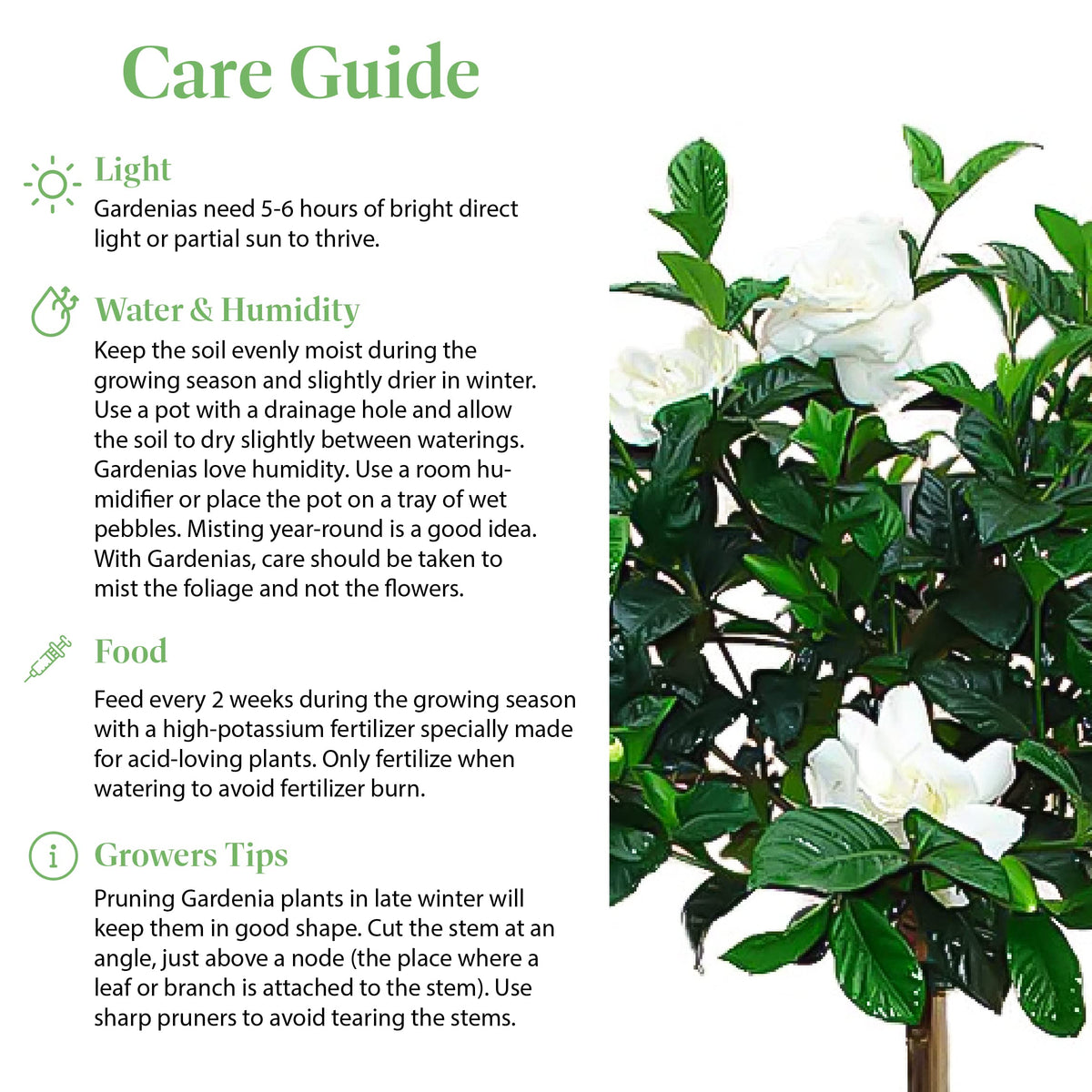 Gardenia Tree Live Evergreen 8-Inch Pot Fragrant White Blooms M644288